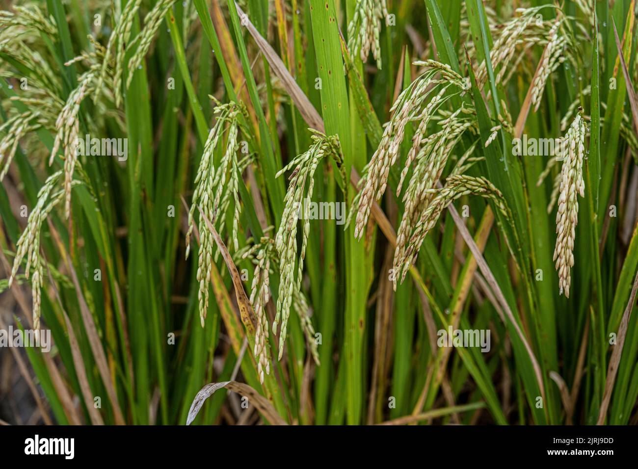Die Reishalme sind bereit zur Ernte. Stockfoto