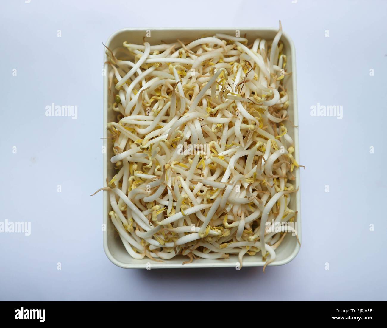 Draufsicht, Bohnensprossen im Behälter Stockfoto