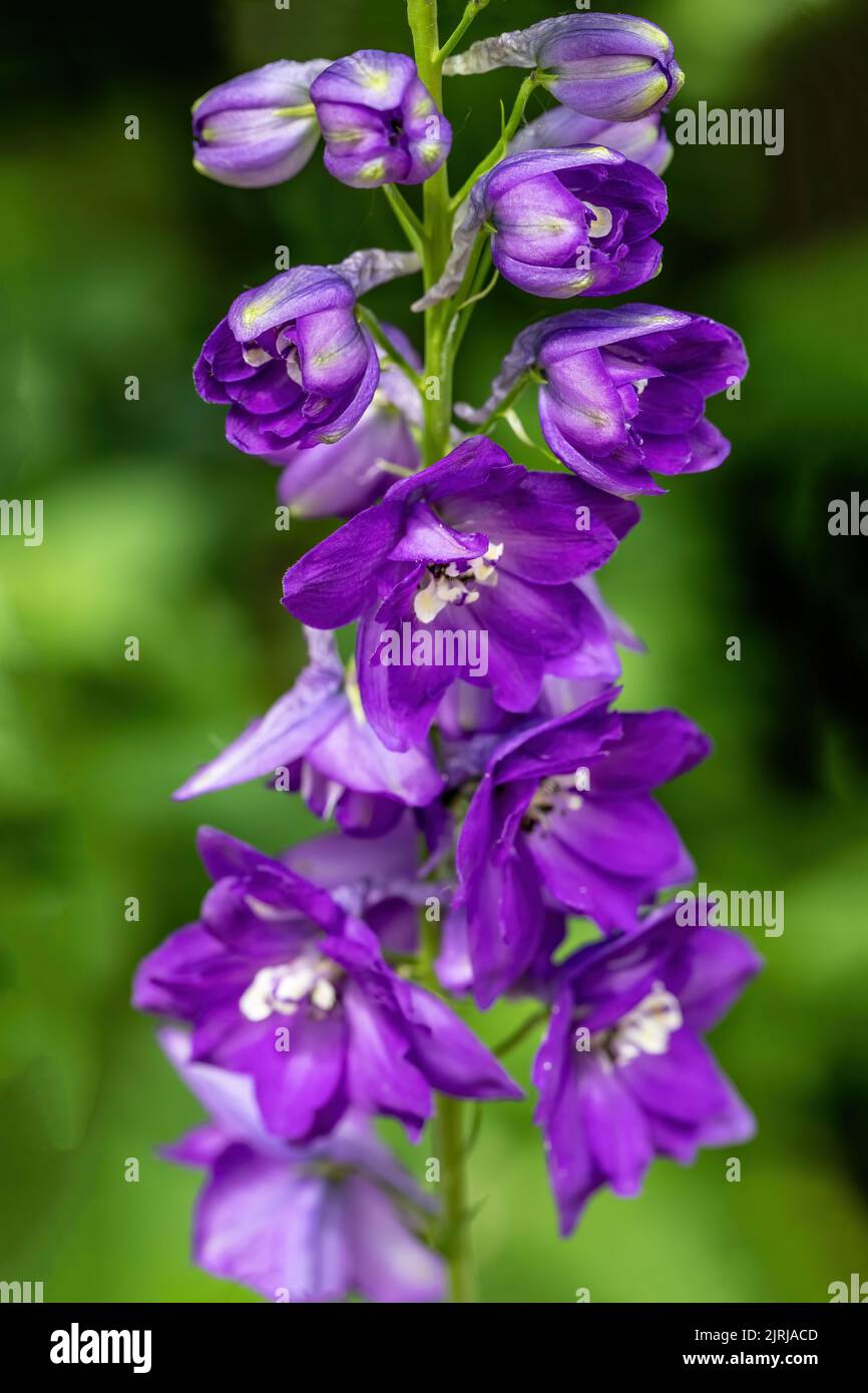 Nahaufnahme einer violetten Delphiniumblume in einem Frühlingsgarten in St. Croix Falls, Wisconsin, USA. Stockfoto