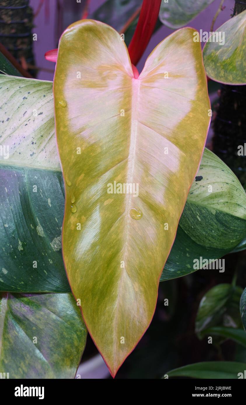 Ein gelb-grünes gesprenkeltes Blatt der gemalten Dame von Philodendron Stockfoto