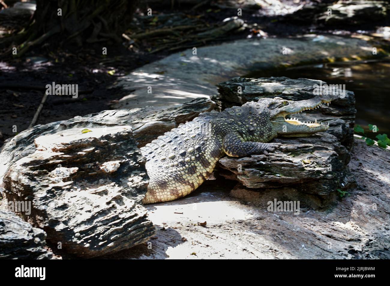 Blick auf Krokodil in einem Zoo Stockfoto