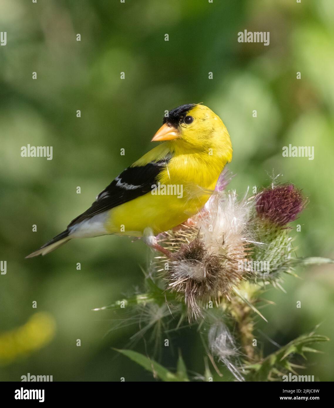 Ein männlicher Goldfink, der im august in Ontario Samen von einer Stierdistel bekommt Stockfoto