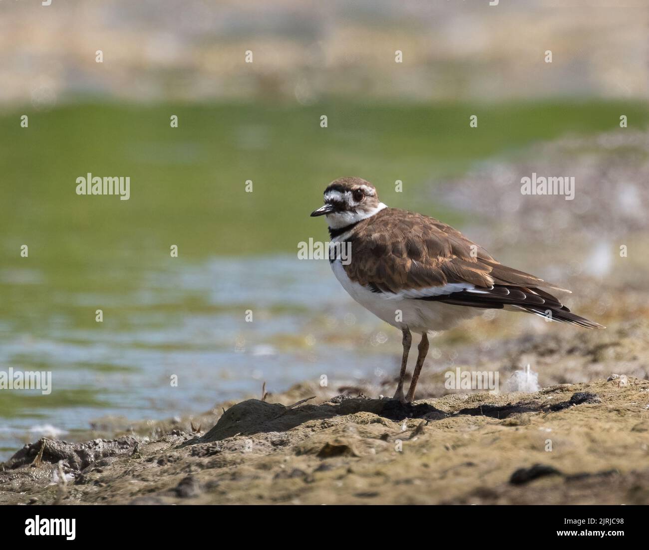 Killdeer Shorebird an einem Teich im Lynde Shores Conservation Area Ontario. Stockfoto