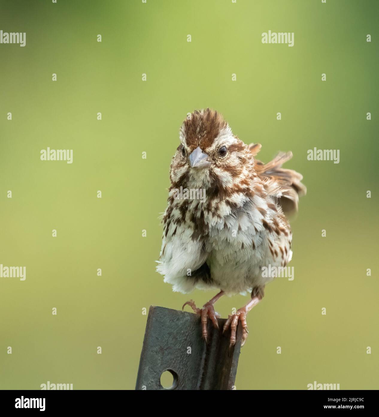 Bad Feather Day für einen kleinen Liedsparrow Stockfoto