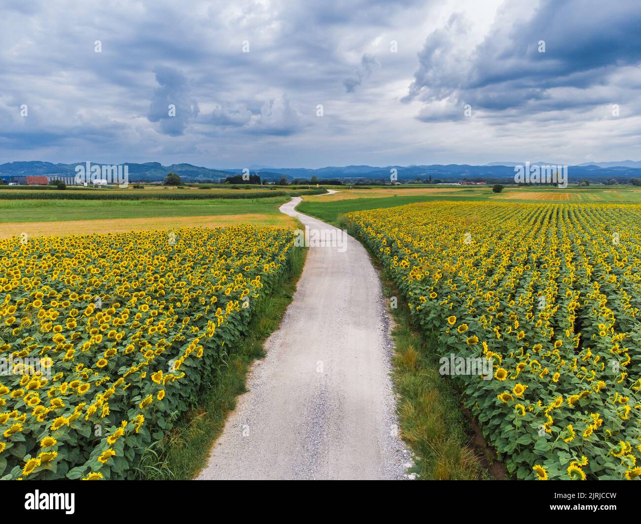 Wunderbarer Panoramablick auf die Schotterstraße, die im Sommer durch ein Sonnenblumenfeld führt. Stockfoto