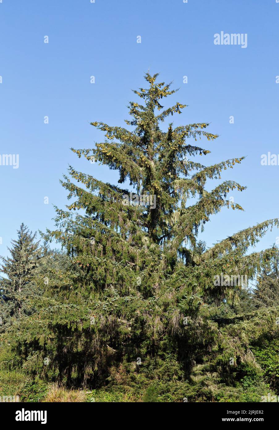 Sitka Fichte 'Picea sitchensis', reife weibliche und männliche Zapfen, Nadelbäume, immergrüne Bäume. Stockfoto