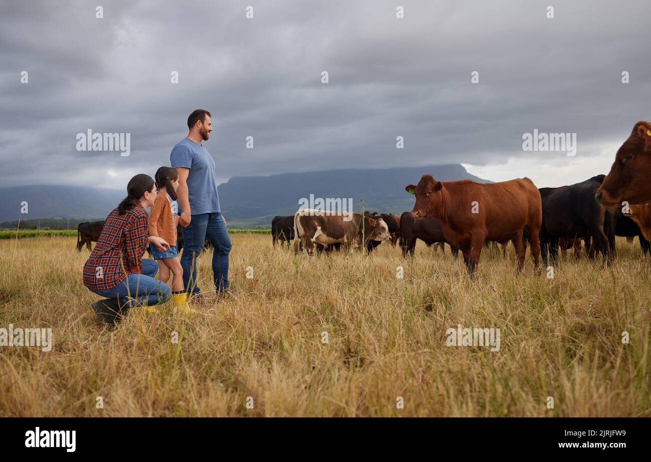 Landwirtschaft, Landfamilie mit Kühen auf einem Bauernhof oder Grasfeld mit Sturmwolken im Hintergrund. Nachhaltigkeit Mutter, Vater und Mädchen mit Rindern Stockfoto
