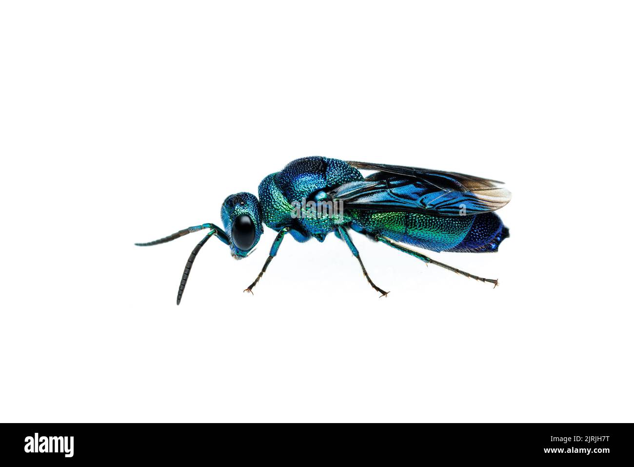 Kuckuckwasp (Chrysis angolensis) isoliert auf weißem Hintergrund. Stockfoto