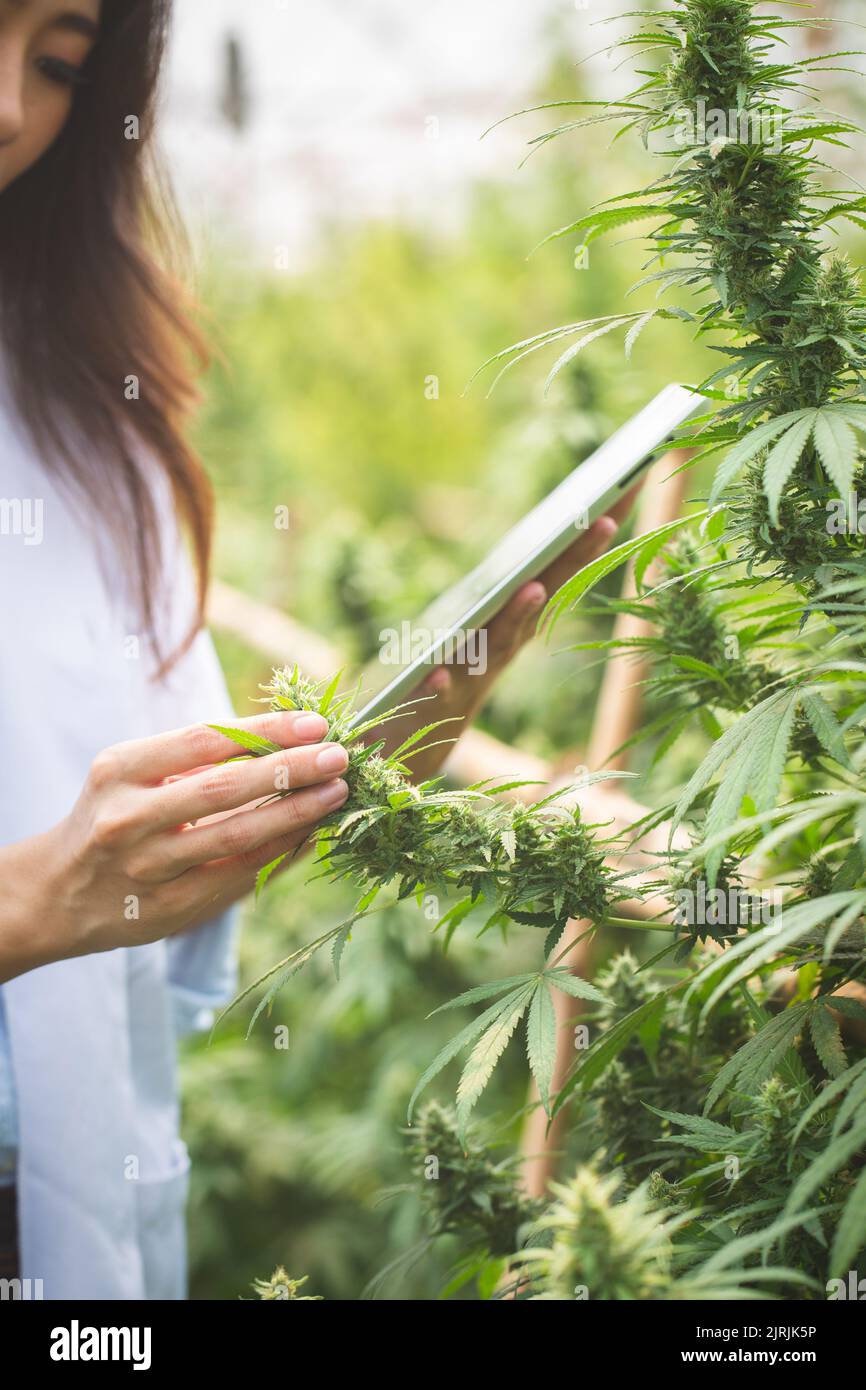 Marihuana-Forschung, Wissenschaftlerin in einem Hanffeld, das Pflanzen und Blumen untersucht, Konzept der alternativen Kräutermedizin Stockfoto