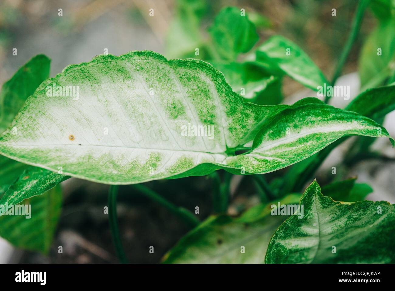 Eine Nahaufnahme der Blätter einer Syngonium-Pflanze Stockfoto