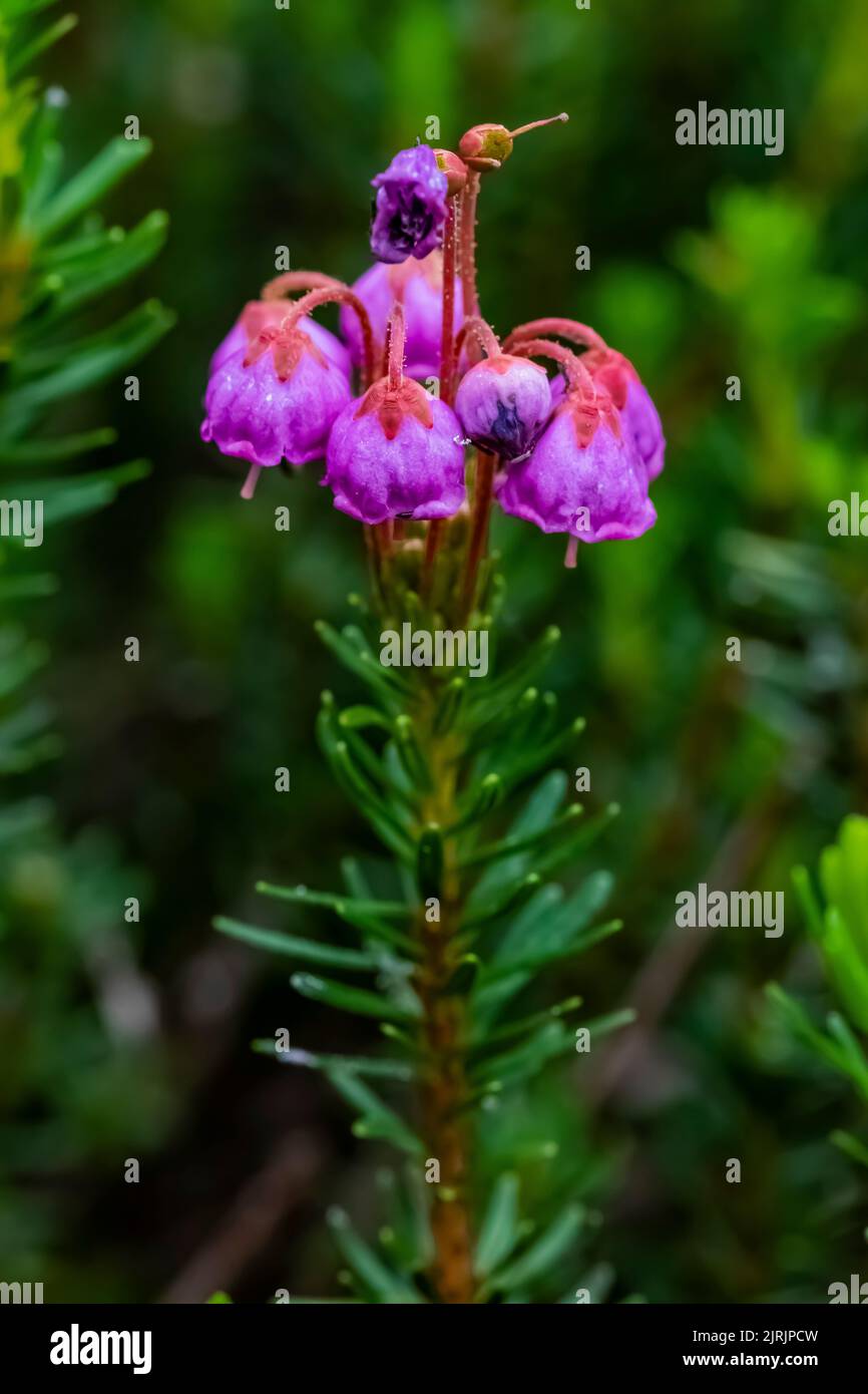 Pink Mountain-Heath, Phyllodoce empetriformis, blühend auf Evergreen Mountain, Cascade Range, Mt. Baker-Snoqualmie National Forest, Staat Washington, Stockfoto