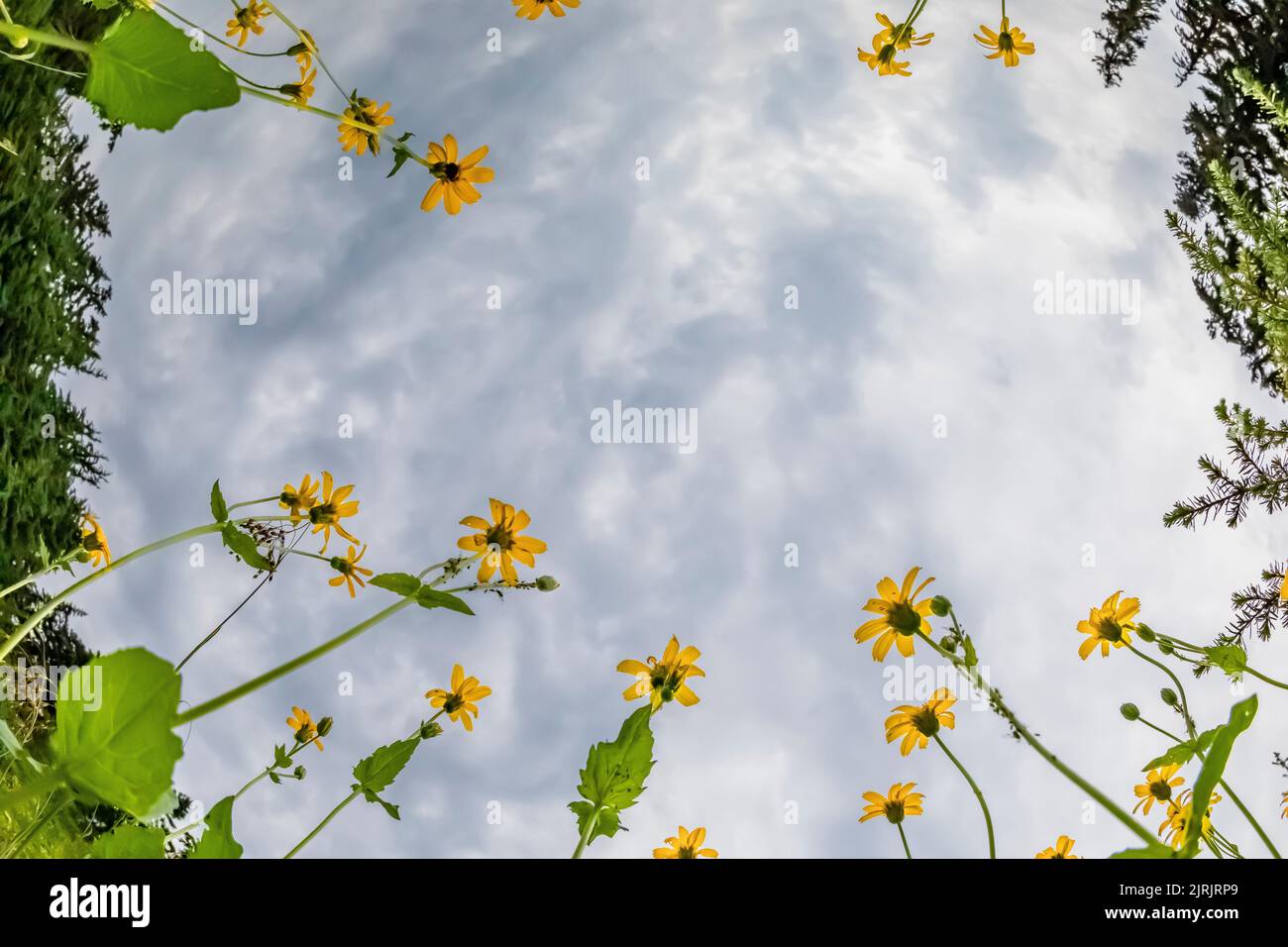 Arnika, Arnica latifolia, blühend auf einer suberalpinen Wiese auf dem Evergreen Mountain, Cascade Range, Mt. Baker-Snoqualmie National Forest, Waschen Stockfoto