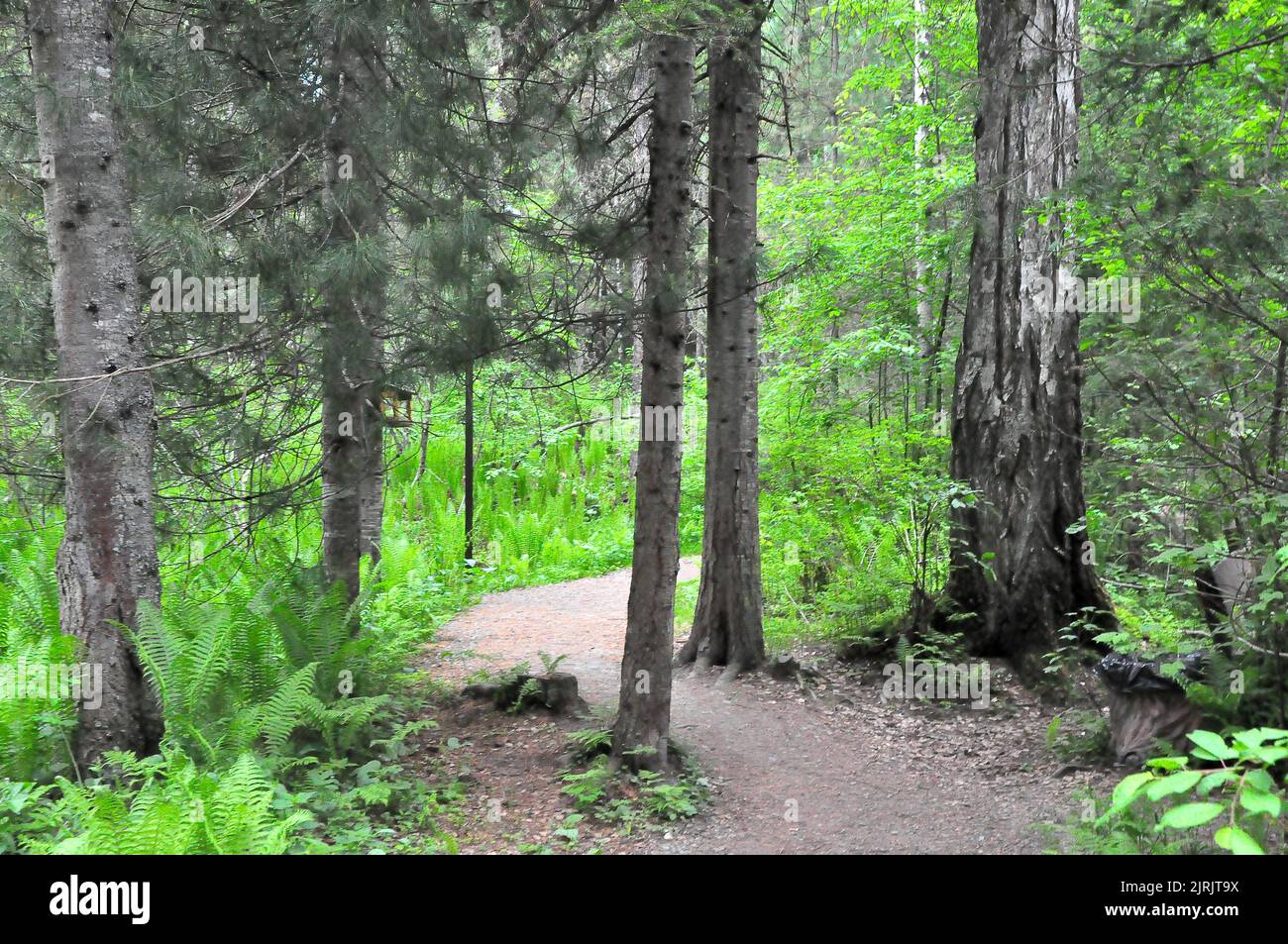 Ein enger, mit feinem Kies gepflasterter Weg führt um die Stämme junger Zedern im Sommerwald. Altai, Sibirien, Russland. Stockfoto