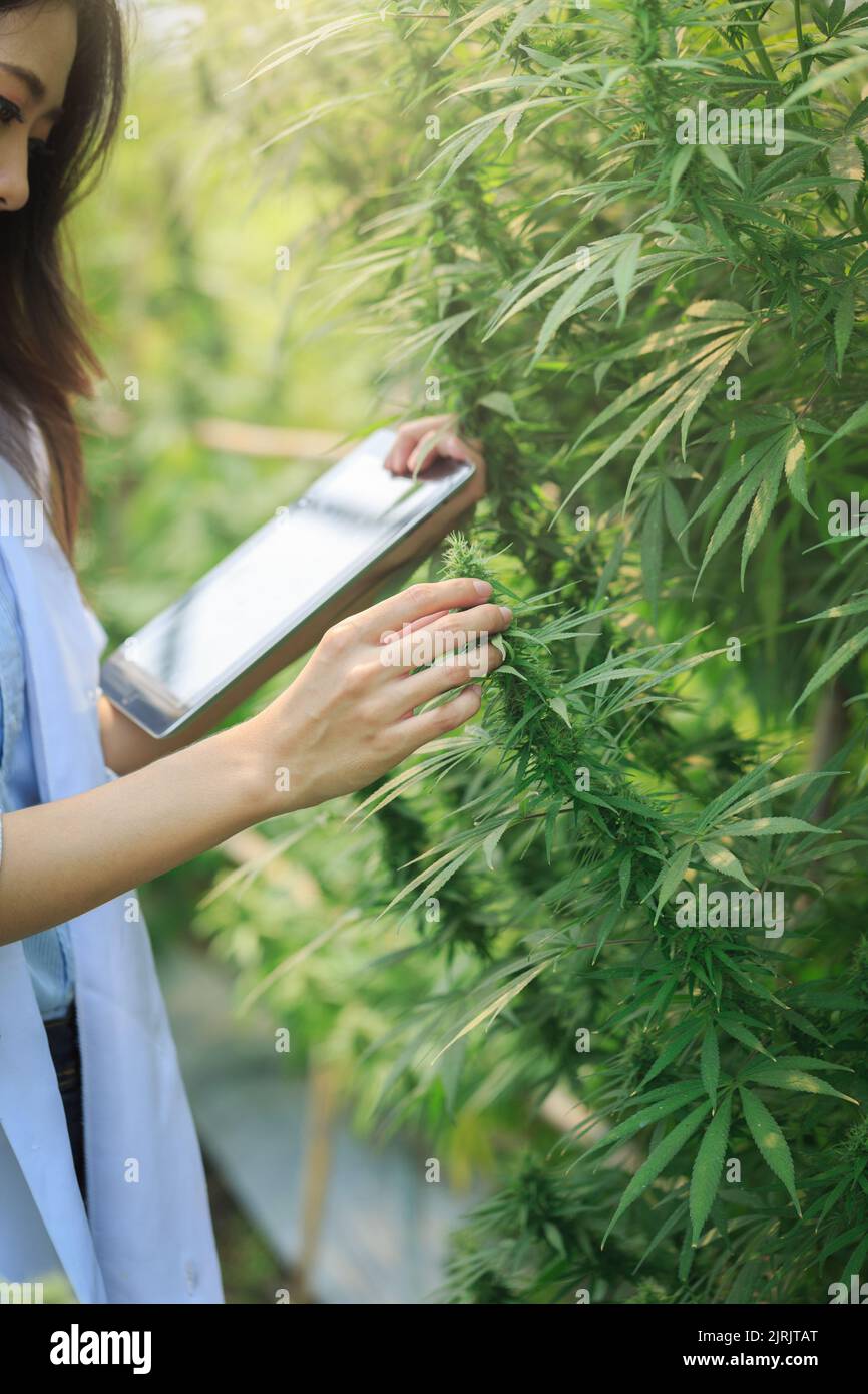 Hand eines Wissenschaftlers, der Hanfpflanzen in einem Gewächshaus überprüft. Marihuana-Forschung, cbd-Öl, Konzept der alternativen Kräutermedizin, pharmazeutische Industrie. Stockfoto