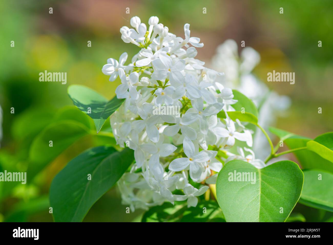 Zweig der weißen Flieder blüht im Frühling Stockfoto