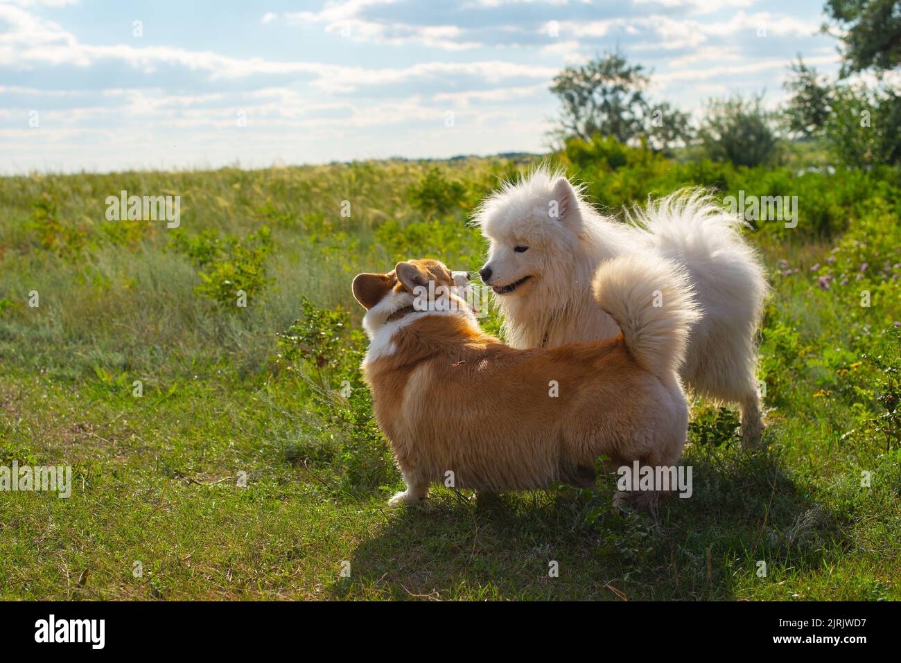 Zwei reinrassige Hunde spielen draußen auf dem Gras Stockfoto