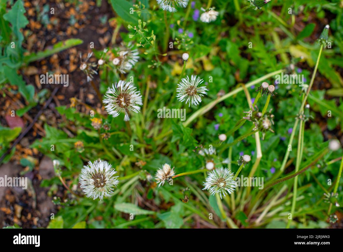 Nach dem Regen werden die Eselungen auf dem Rasen nass Stockfoto