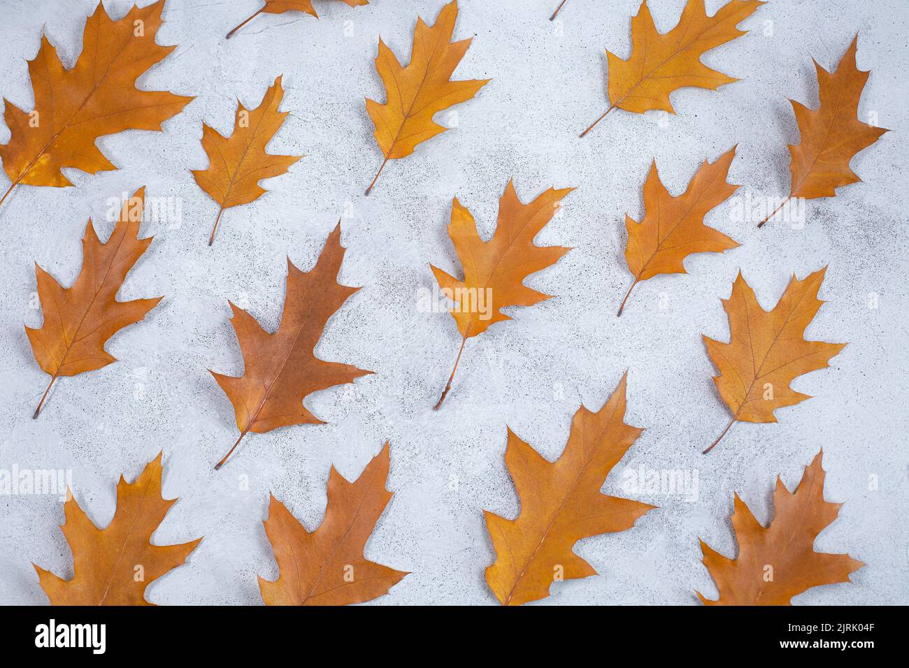 Herbstkomposition. Trockene Eichenblätter auf grauem Betongrund. Herbstkomposition. Herbst, Herbst Pattrern. Flach liegend, Draufsicht. Stockfoto