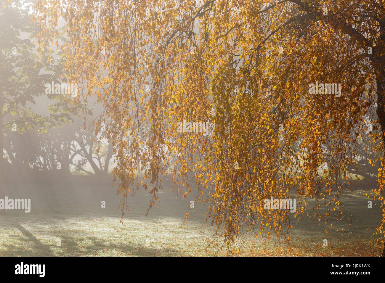 Birke Zweige im Herbst in der Hintergrundbeleuchtung Stockfoto