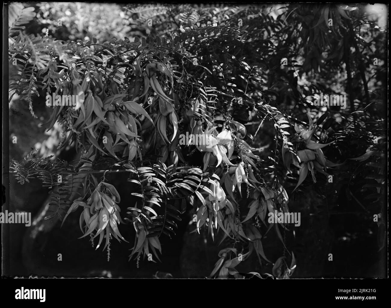 Kaka Schnabel, von J.W. Chapman-Taylor. Stockfoto