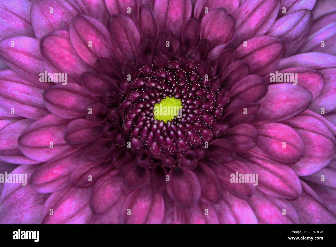 Eine extreme Nahaufnahme einer Chrysanthemum -Familie der Asteraceae- Pflaumengarten-Mutter mit einem grünlich-gelben Zentrum; aufgenommen in einem Studio Stockfoto