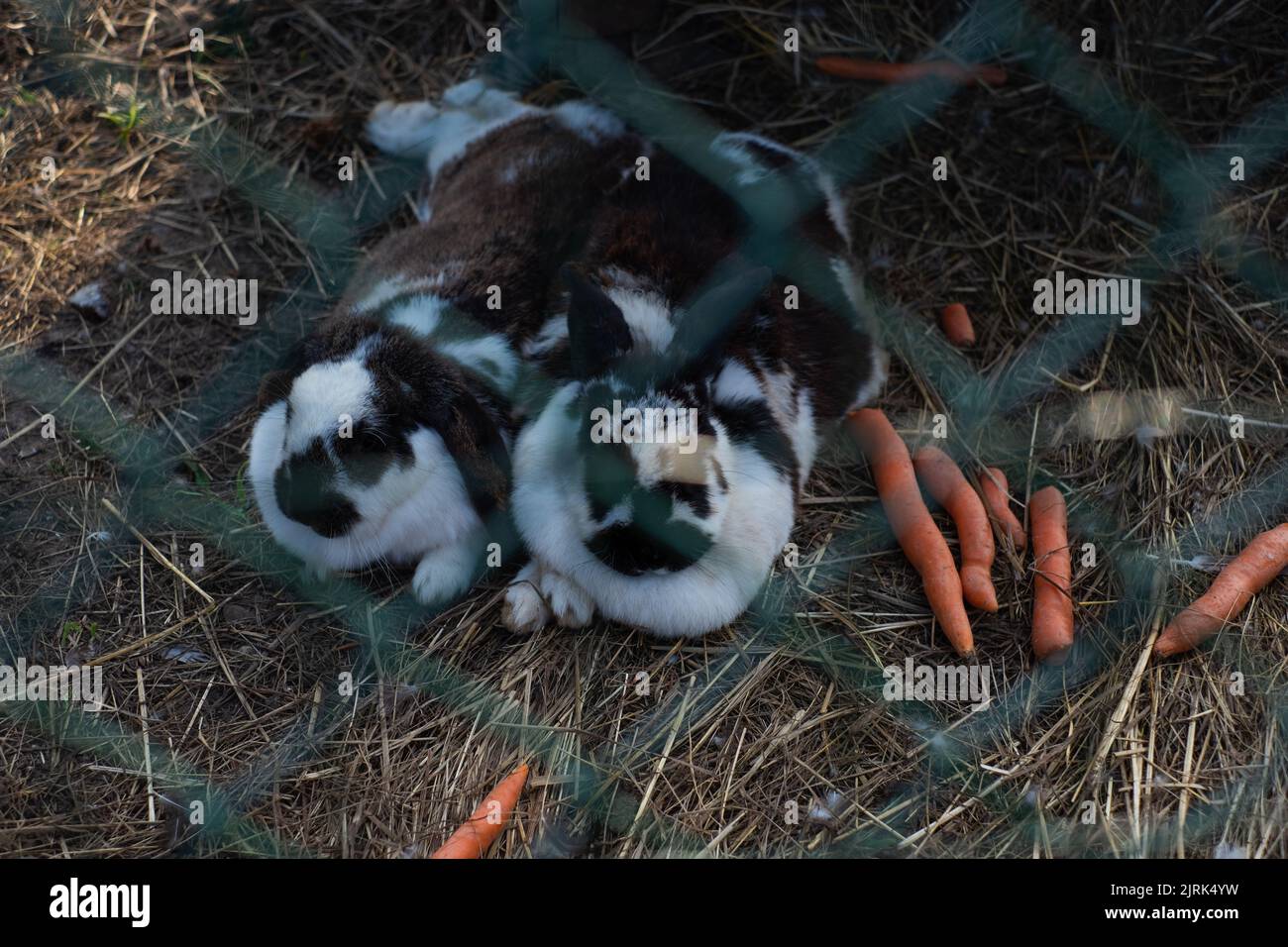 Zwei schwarze und weiße Kaninchen entspannen sich im Käfig mit Karotten. Stockfoto