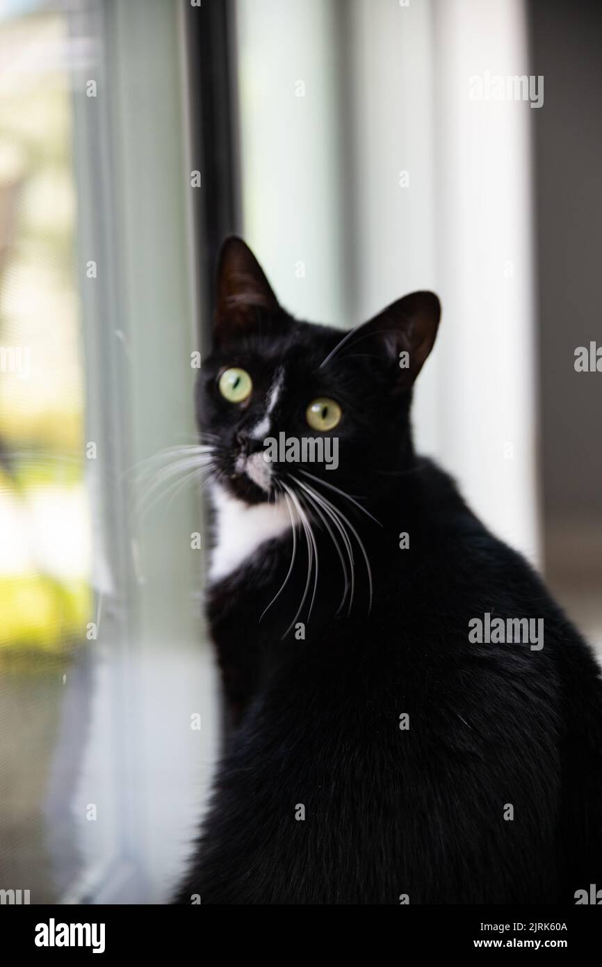 Black Cat starrt die Kamera an, während sie neben dem Fenster steht Stockfoto
