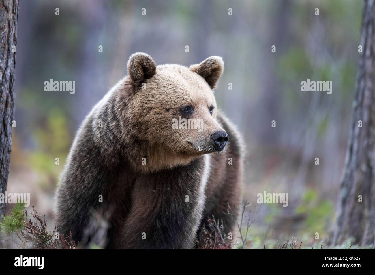 Ein Braunbär (Ursus arctos), fotografiert in den Wäldern von Halsingland, Schweden. Foto: Mikael Fritzon / TT / Code 62360 Stockfoto