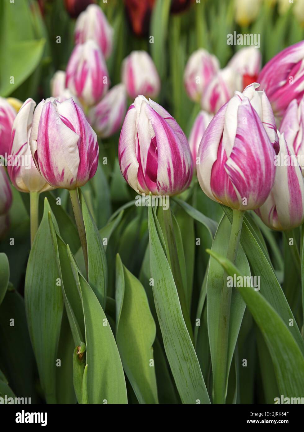 Tulip Blueberry Ripple. Bemerkenswert duftendes Weiß blüht mit leuchtend violett blauen Flammen an Basis und Seiten jeder Blütenhülle Stockfoto