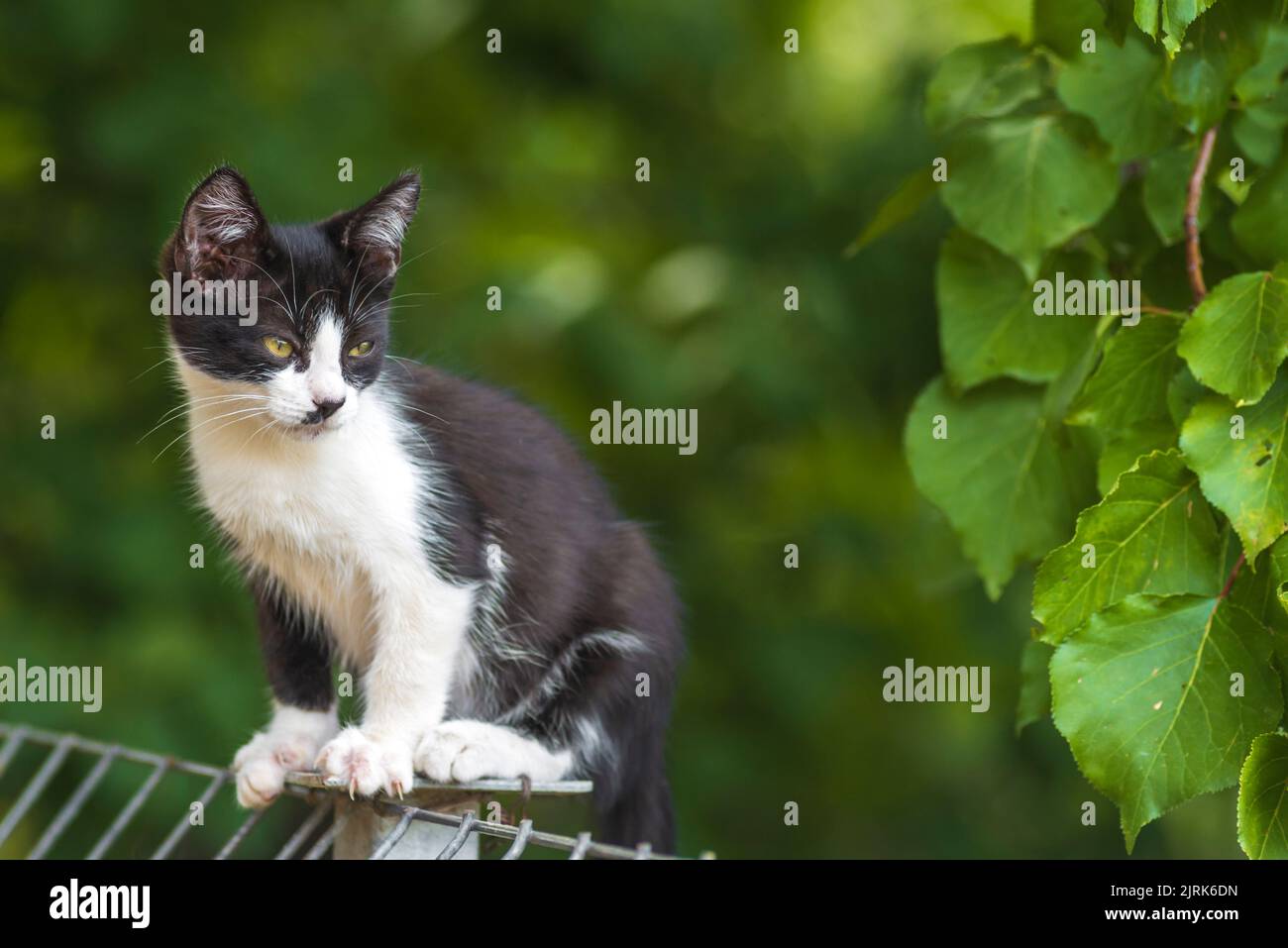 Schottische Faltenkatze, die im Garten mit grünem Gras steht. Weiße schwarze Kätzchen verschwommen von grünem Hintergrund am Morgen. Metallzaun Rest Domestic p Stockfoto