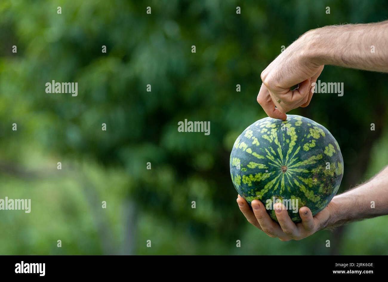 Man's Hand tippt auf Wassermelone - Überprüfung der Reife durch Ton. Citrullus lanatus. Kontrolle mit kleinen frischen süßen köstlichen Früchten. Stockfoto