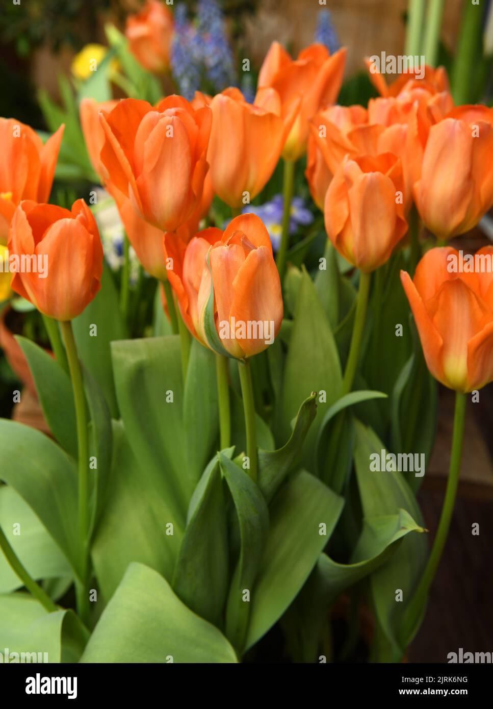 Frühling. Tulip Orange Emperor, leuchtendes Karrot-orange mit dunklerem Innenraum mit blassem, buttergelb gefärbtem Sockel und schwarzen Antheren Stockfoto