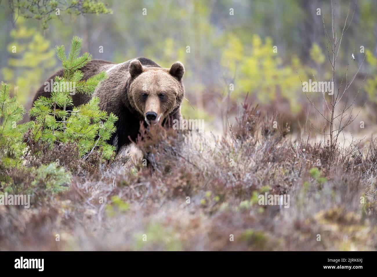 Ein Braunbär (Ursus arctos), fotografiert in den Wäldern von Halsingland, Schweden. Foto: Mikael Fritzon / TT / Code 62360 Stockfoto