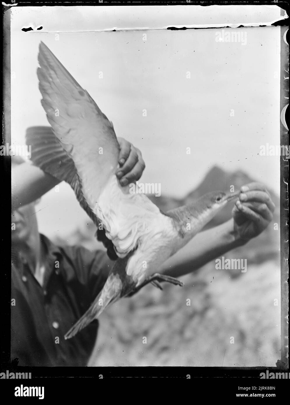 Ohne Titel, um 1916, Neuseeland, Hersteller unbekannt. Stockfoto