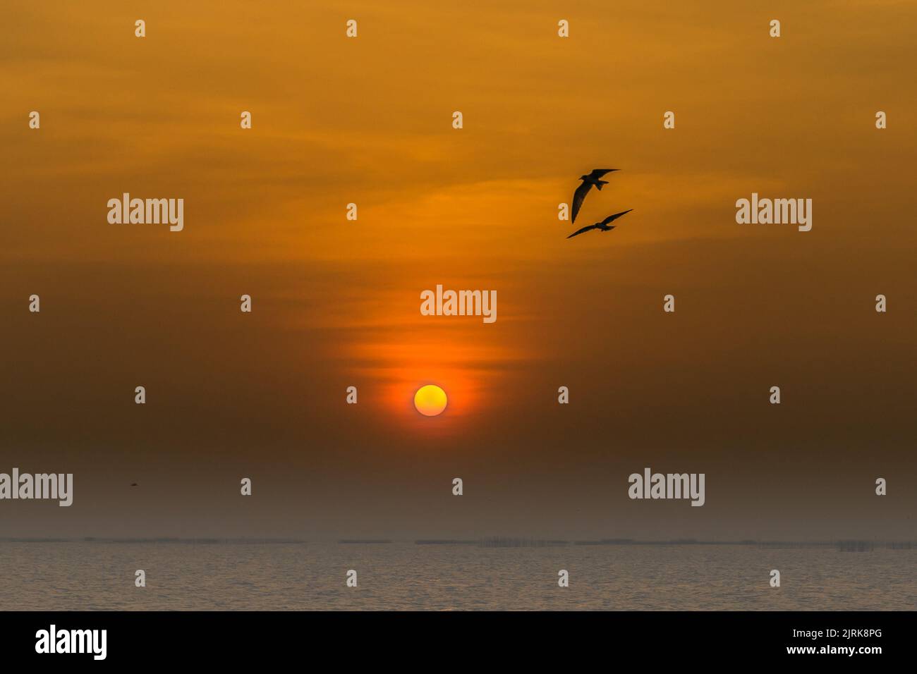 Eine Silhouette von zwei Vögeln in einem orangefarbenen Himmel bei Sonnenuntergang. Stockfoto