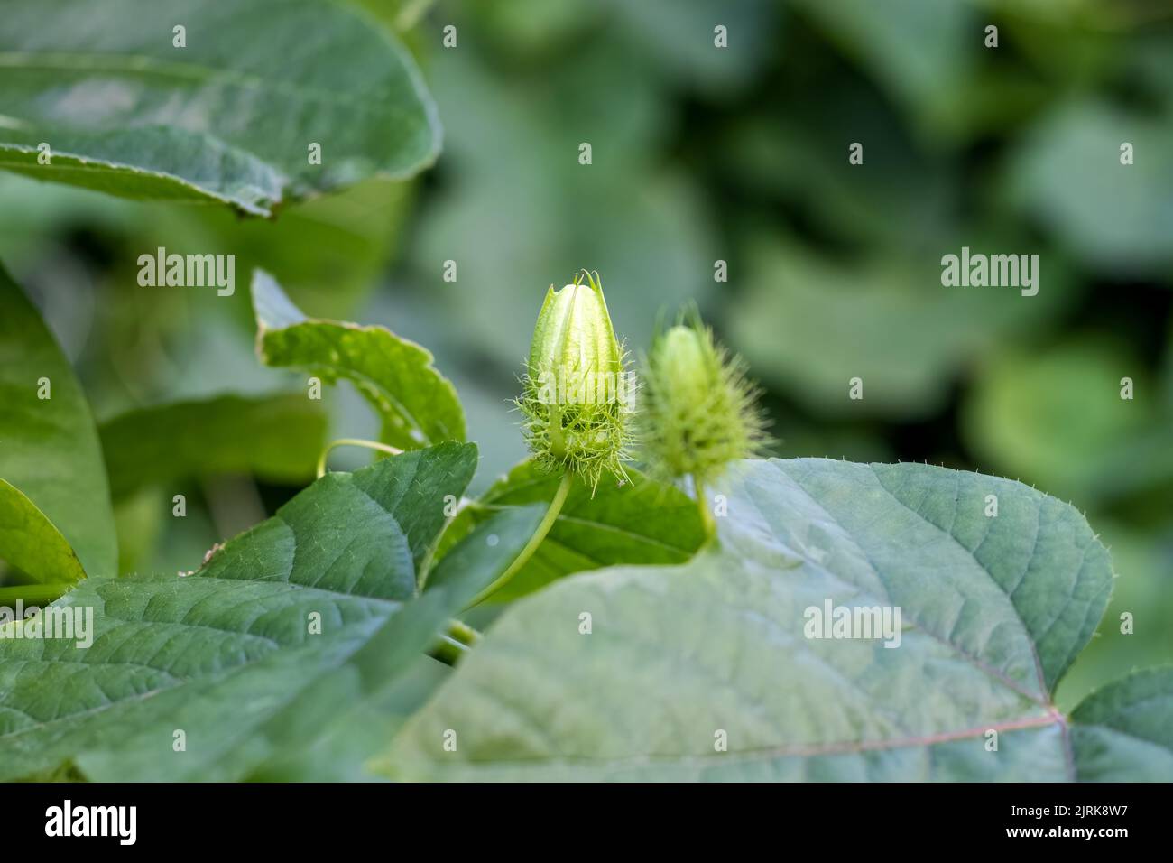 Selektiv fokussierte passiflora foetida-Blüten aus nächster Nähe im Garten Stockfoto