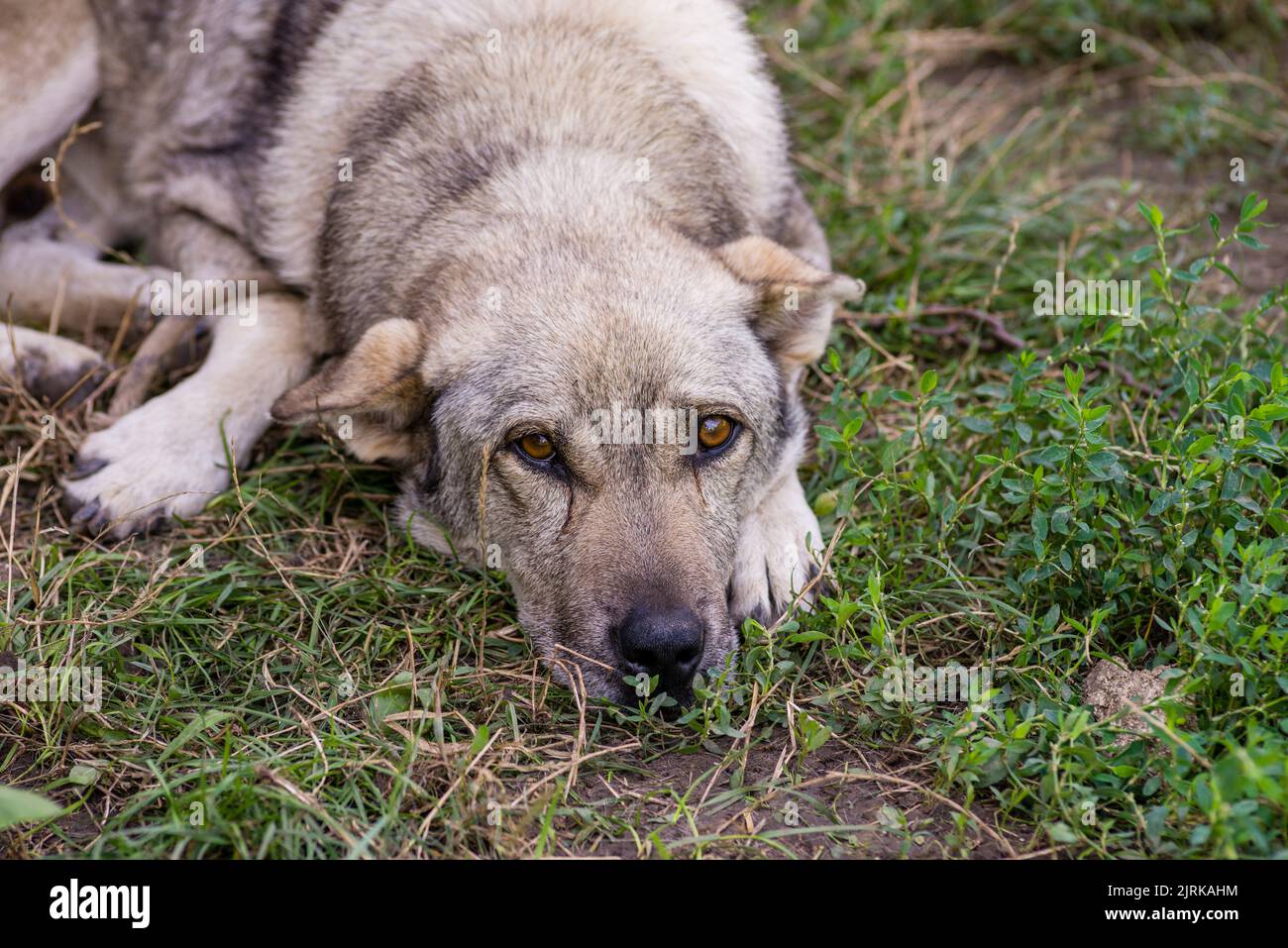 Streunender Hund Welpe Augen Obdachlosen Straßenhund Welpe Ein traurig aussehender Straßenhund mit gefalteten Ohren schaut auf die Kamera. Ländliche Erde Straße Gras grün Stockfoto