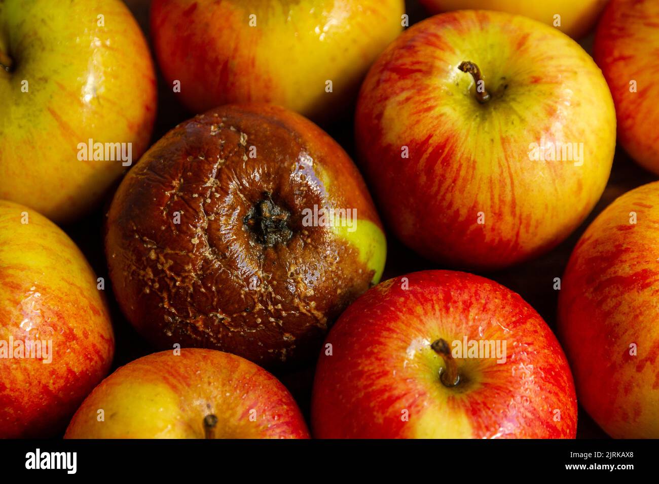 Ein schlechter Apfel schmiegt sich in die Nähe anderer guter Äpfel und infiziert möglicherweise die anderen Äpfel Stockfoto