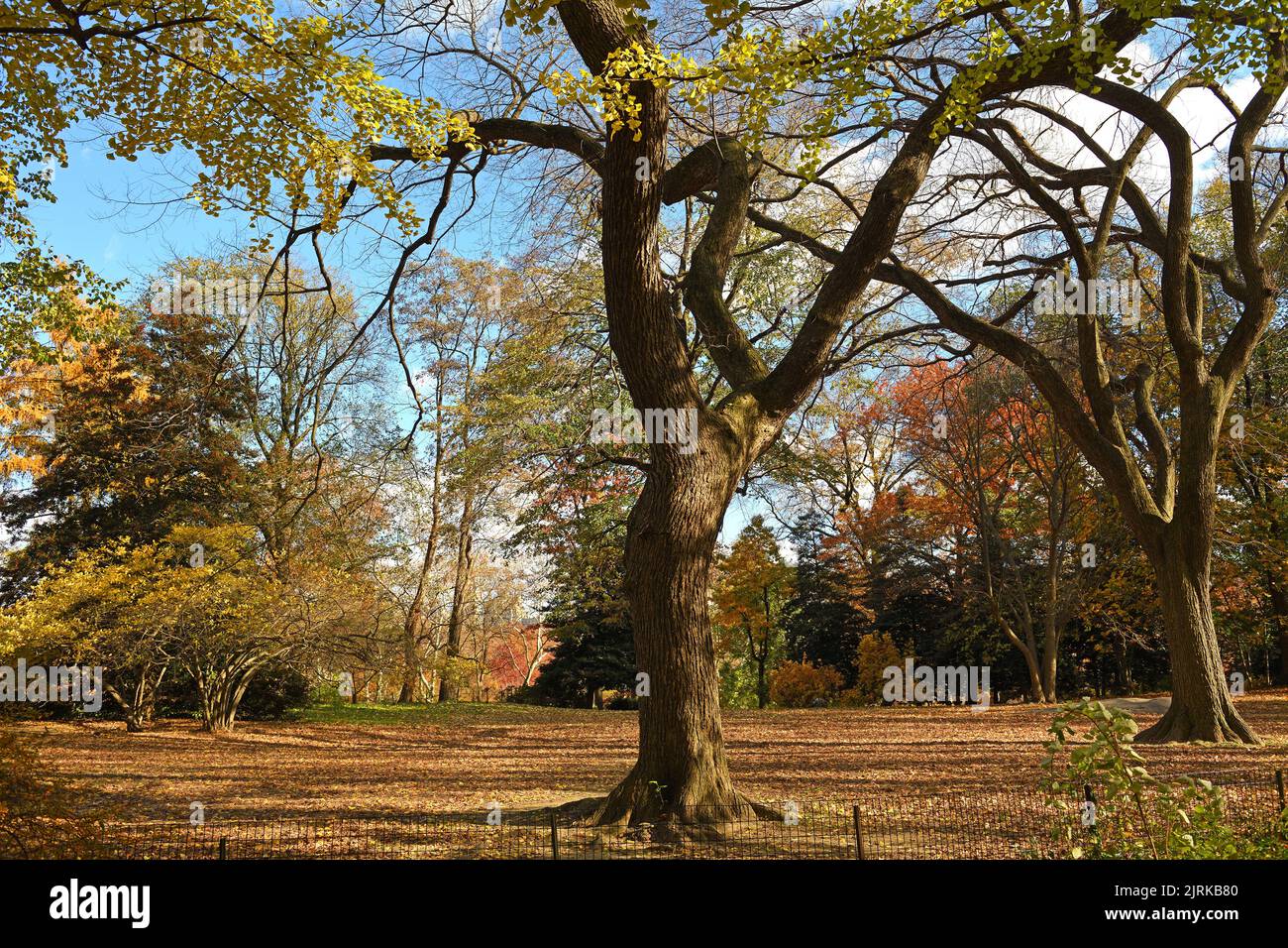 Central Park, Stadtpark in New York City, im goldenen Herbst Stockfoto