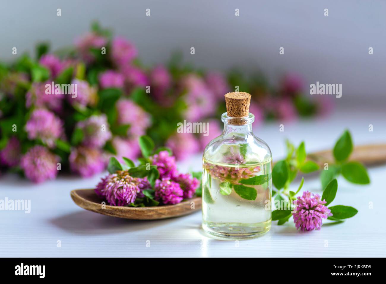 Rosa Kleeöl Blume Blüte weiß Hintergrund Tinktur Infusion traditionelle Medizin Aromatherapie kleine Flasche Trifolium Pratense Text Raum cosmeti Stockfoto