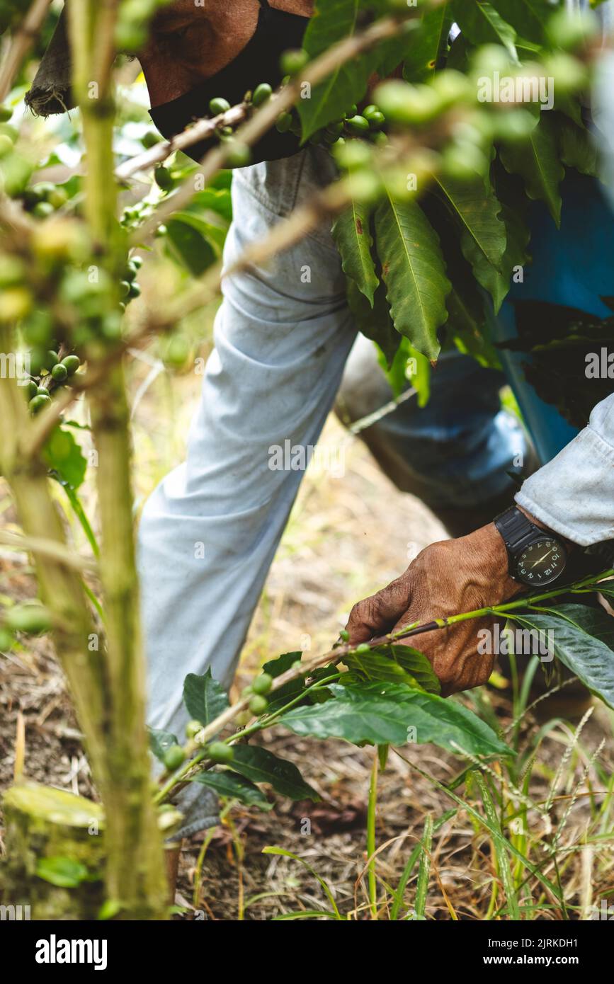 Cropped unkenntlich männlichen Landwirt im Gesicht Maske Kommissionierung reife Beeren aus grünem Kaffee Strauch wächst auf riesigen landwirtschaftlichen Plantage in Quindio Abfahrt Stockfoto
