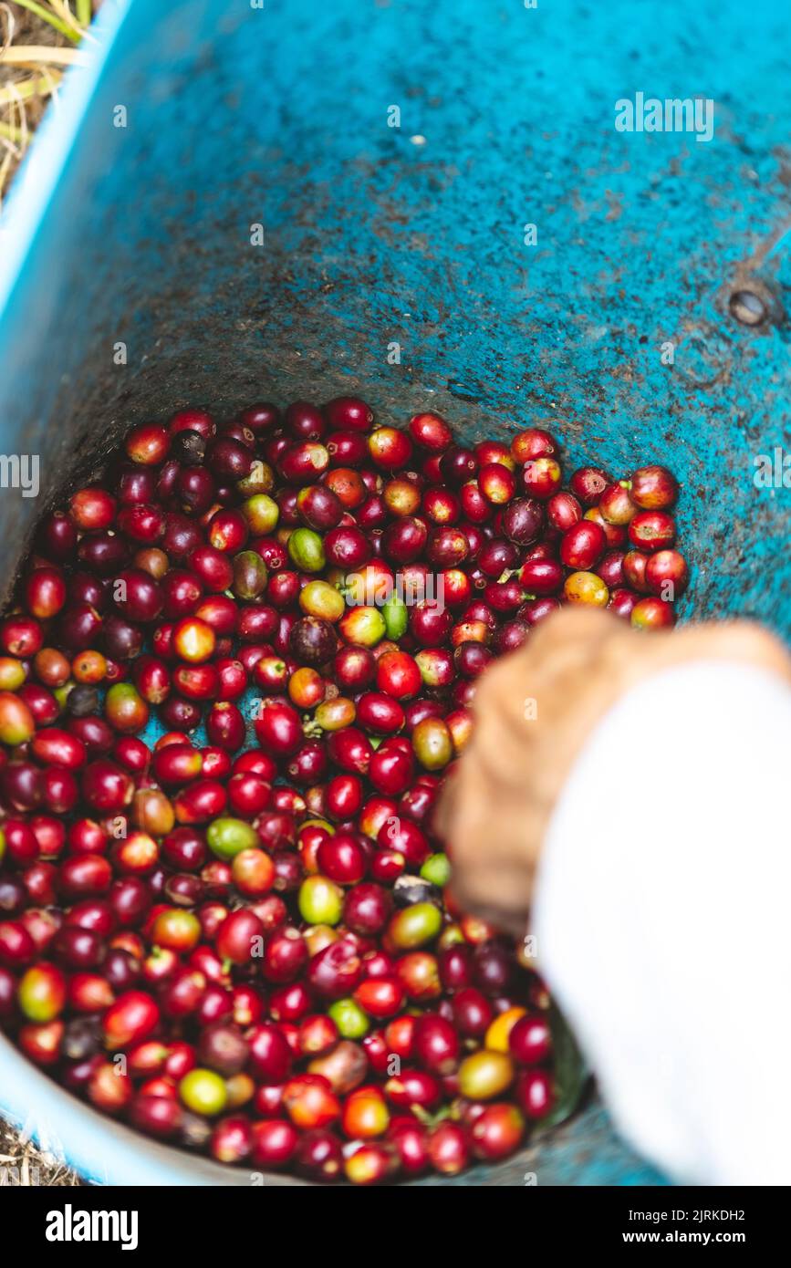 Von oben von einem anonymen Arbeiter in Handschuhen und mit Eimer, der reife rote Beeren pflückt, während er auf einer Kaffeeplantage in der Region Quindio in Colo erntet Stockfoto