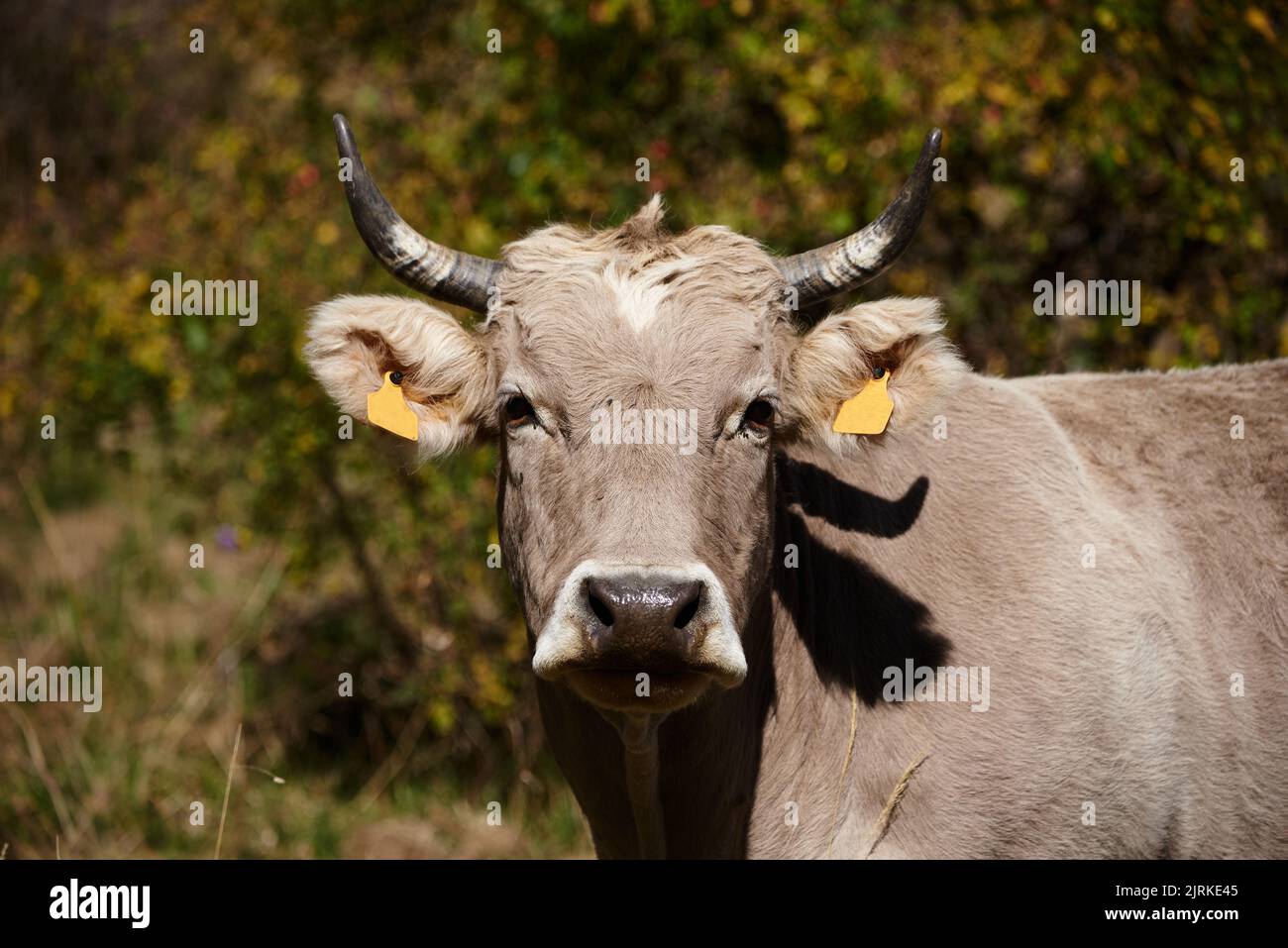 Domestizierte Kuh mit Hörnern und grauem Fell, die am sonnigen Sommertag in der Nähe einer grünen Pflanze im Tal von Otal in Spanien steht Stockfoto