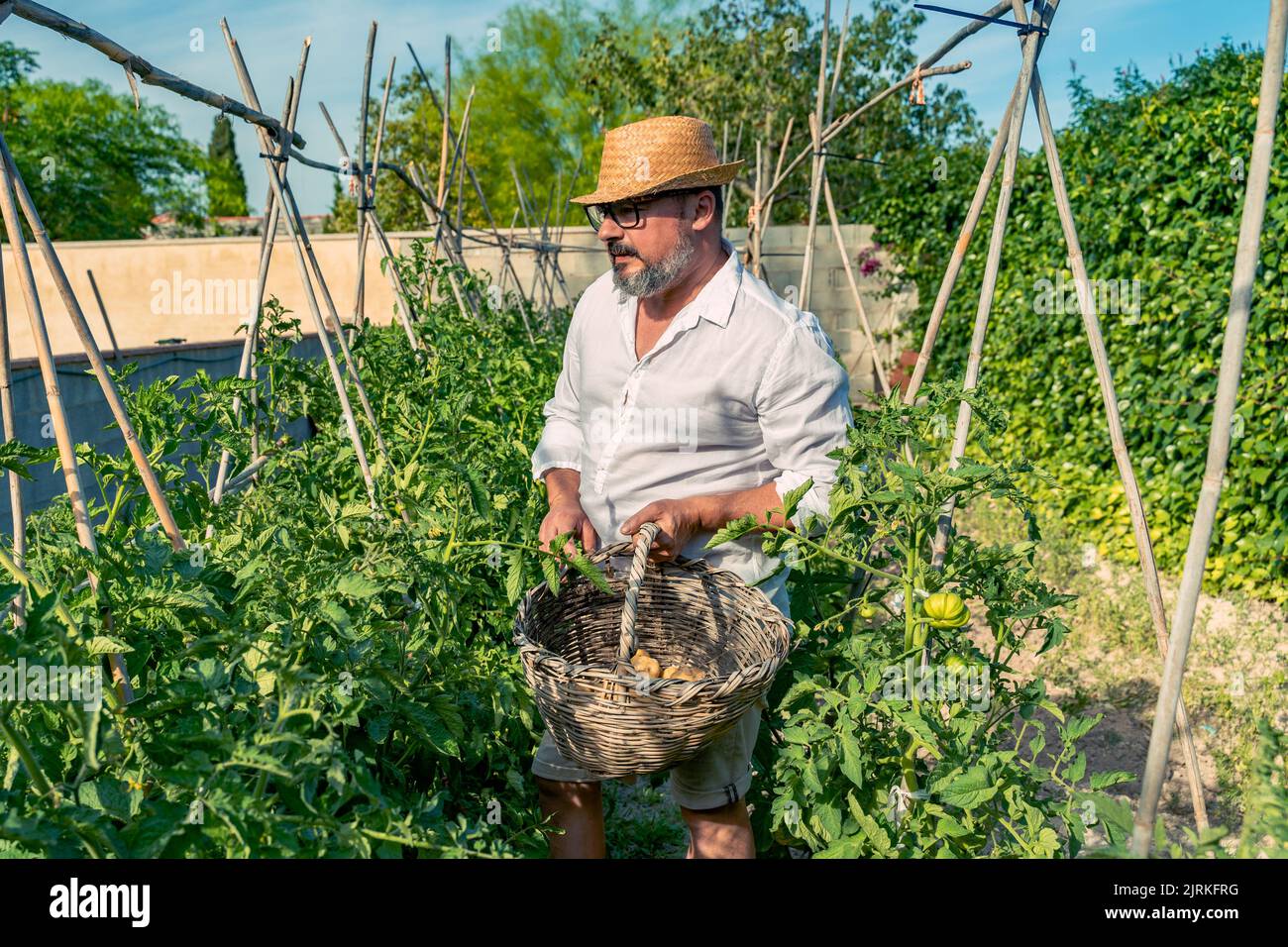 Gärtner mittleren Alters mit Strohhut und Brillen, der in der Nähe von Tomatensträuchern mit Korbkorb steht, während er unter blauem Himmel Früchte pflückt Stockfoto