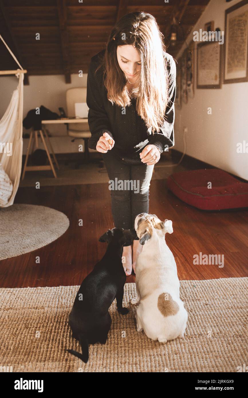 Schöne junge Hündin, die zwei gehorsame Hunde trainiert, während sie zu Hause in einem stilvollen Zimmer steht Stockfoto