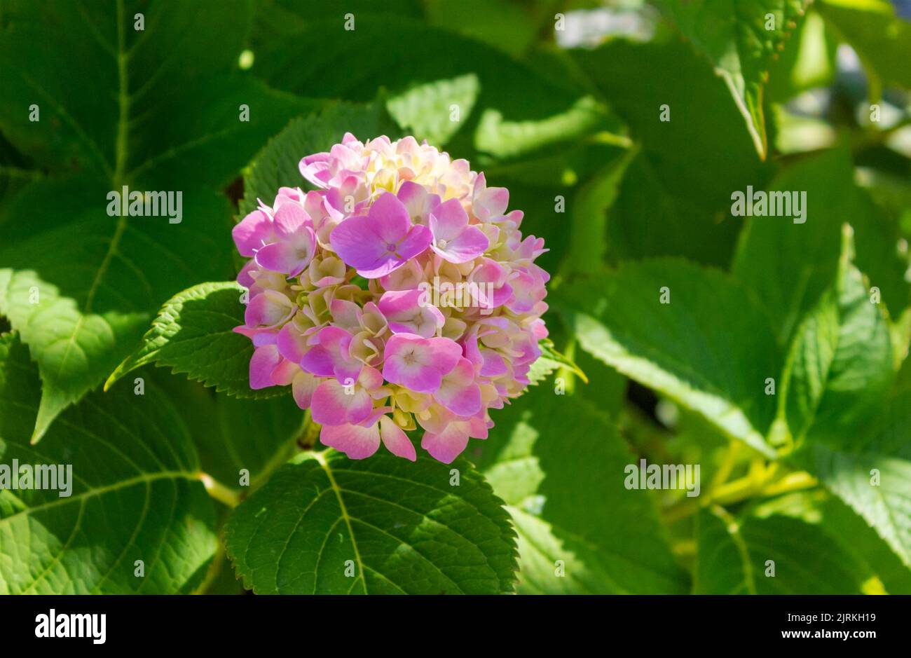 Blühende Sorte von großblättrigen weichen rosa Hortensien .Hortensia macrophylla 'Endless Summer' im Sommergarten Stockfoto