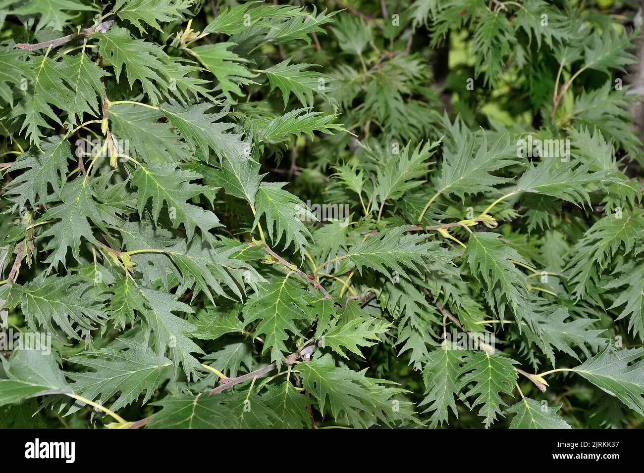Graue Erle oder Alnus incana 'Laciniata' - Zweige seltener Pflanze mit dunkelgrün geschnitzten gezackten Blättern aus nächster Nähe - natürlicher Sommer-Botanik-Hintergrund. Se Stockfoto