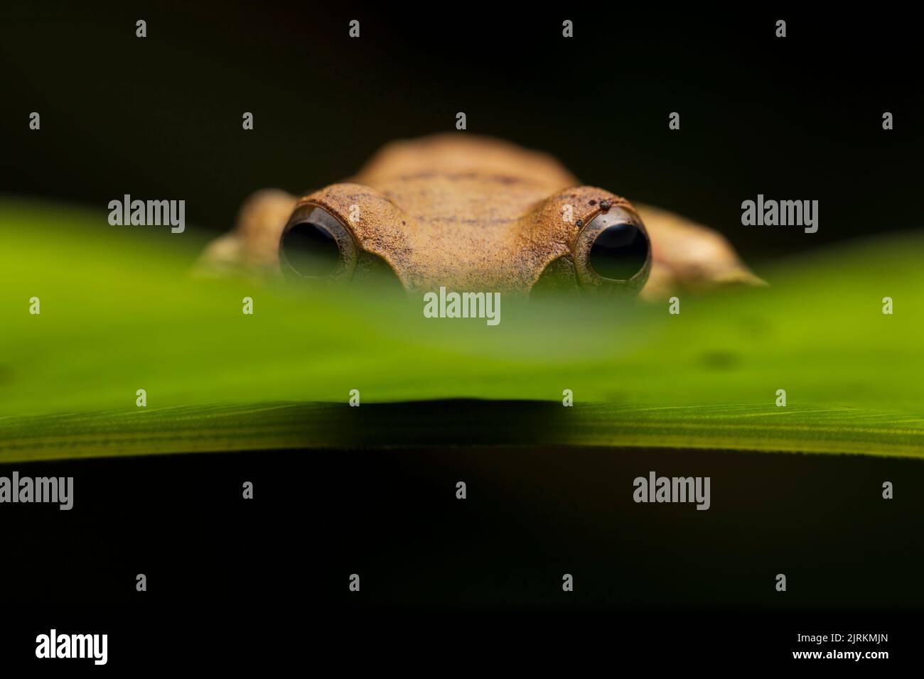 Boophis viridis: Grüne Kröte aus Madagaskar Stockfoto