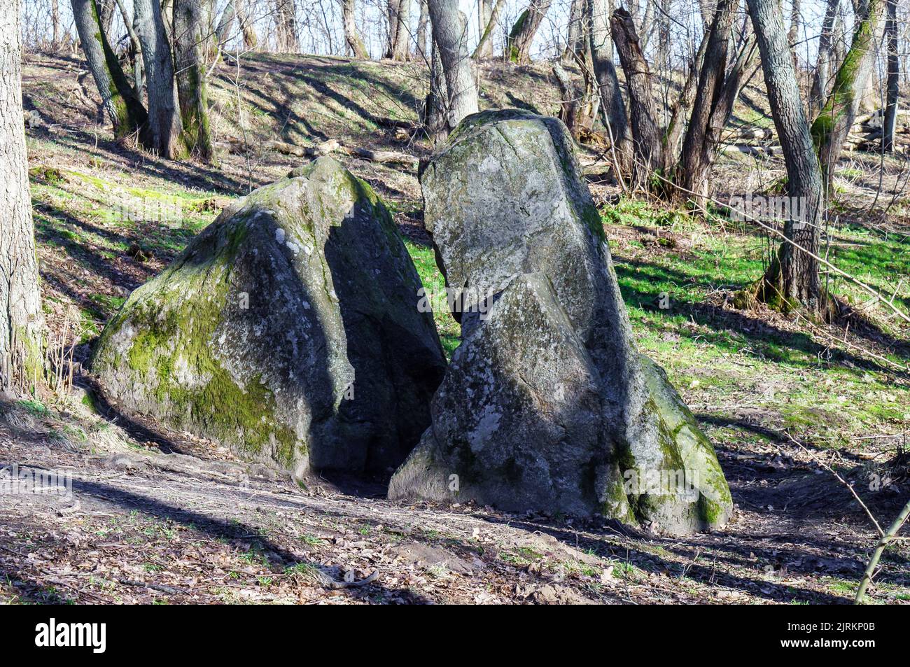 Ein Stein der Lügen. Ein riesiger Felsen im Wald. Ein großer Felsbrocken im Wald. Ein zersplitterter Felsbrocken. Region Königsberg, Koordinaten GPS 54.946945, 20.21219 Stockfoto