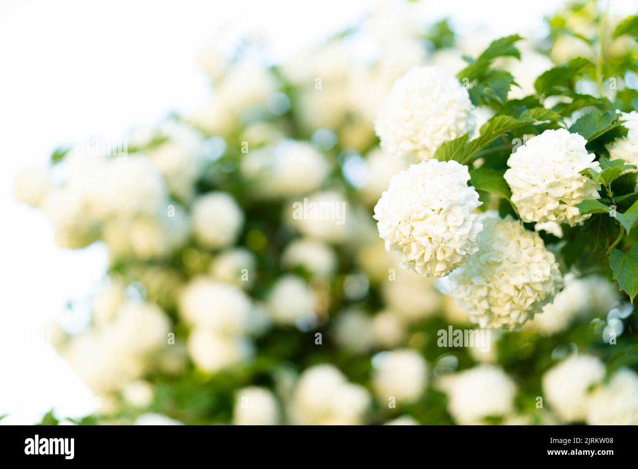 Blühende Hortensien von weißer Farbe. Üppig blühend, ein toller Hintergrund für Ihr Design. Wacholderrose (viburnum opulus, viburnum Boul de Neige) im Frühlingsgarten. Stockfoto